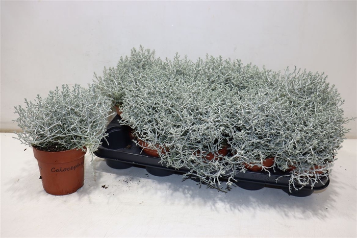 <h4>Leucoph Brownii</h4>