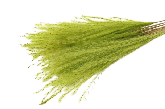 Bunch Fluffy Silver Grass 10pcs L75