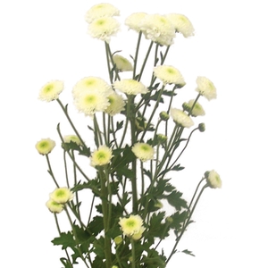 CRISANTEMO SANTINI FAROE 070 CM