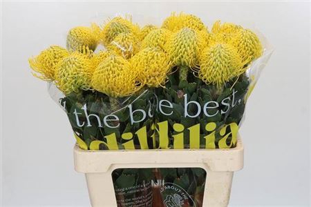 <h4>Leuco Ayoba Yellow</h4>