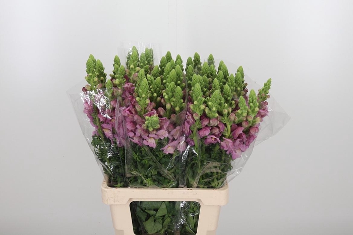 <h4>Antir Poto Lavend</h4>