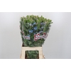 Oxypetalum Tweedia Blue