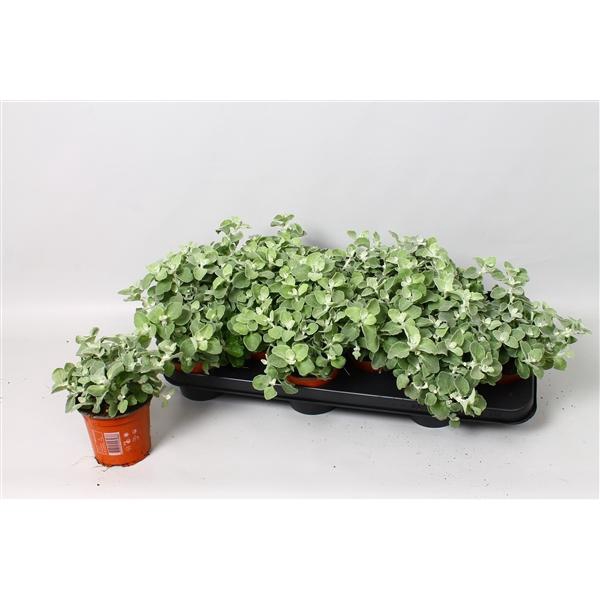 <h4>Helichrysum petiolare</h4>
