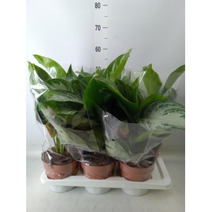 Aglaonema  'Silver Bay'