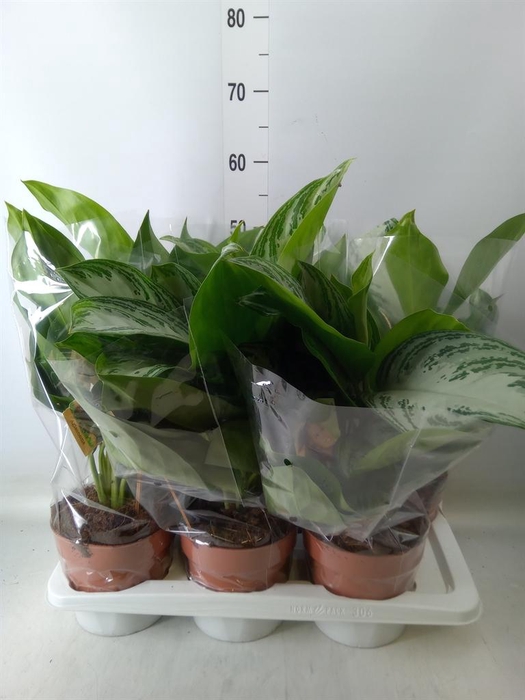 <h4>Aglaonema 'Silver Bay'</h4>