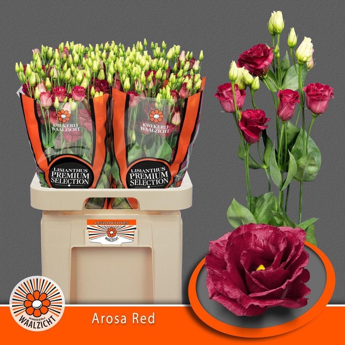 <h4>Lisianthus do arosa red</h4>
