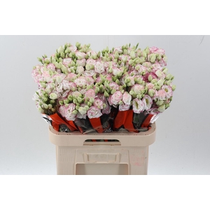 Eus G Croma Brid Kis