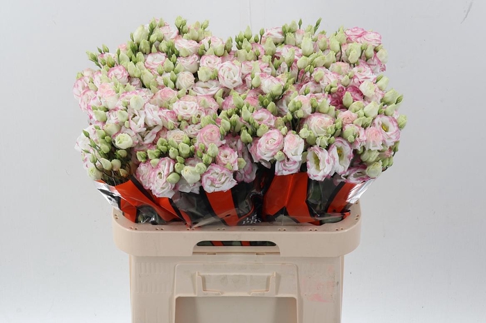 <h4>Eus G Croma Brid Kis</h4>