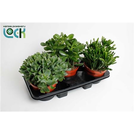 <h4>Crassula Mix</h4>