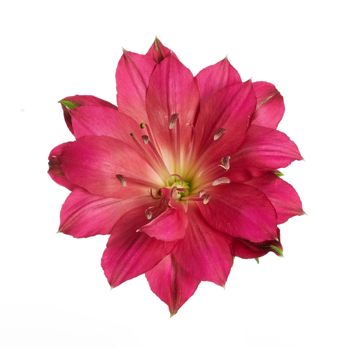 <h4>Alstroemeria Astronova Libra</h4>