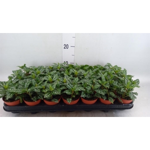 Pilea cadierei