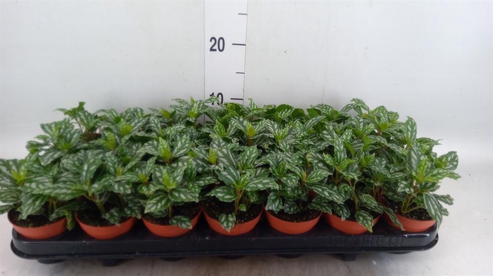 <h4>Pilea cadierei</h4>