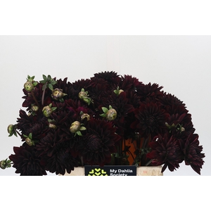 Dahlia Black Destiny