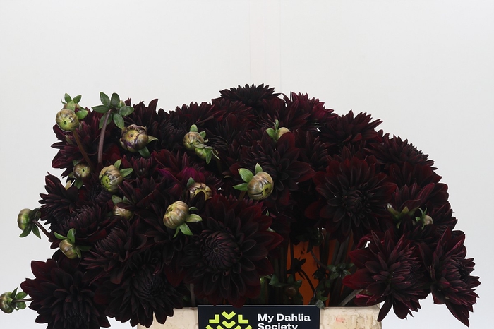Dahlia Black Destiny