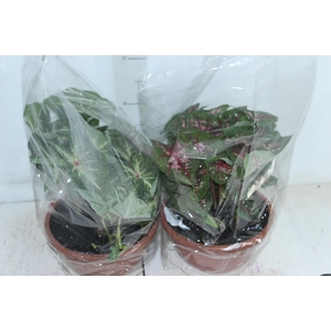CALADIUM VARIADO C21