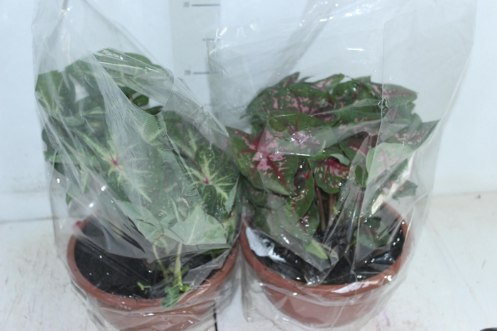 <h4>CALADIUM VARIADO C21</h4>