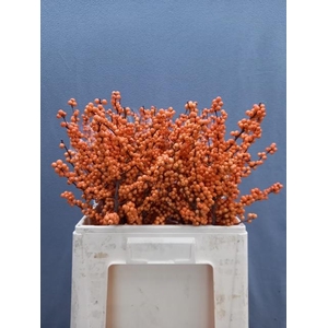 Ilex vert Winter Gold L 6