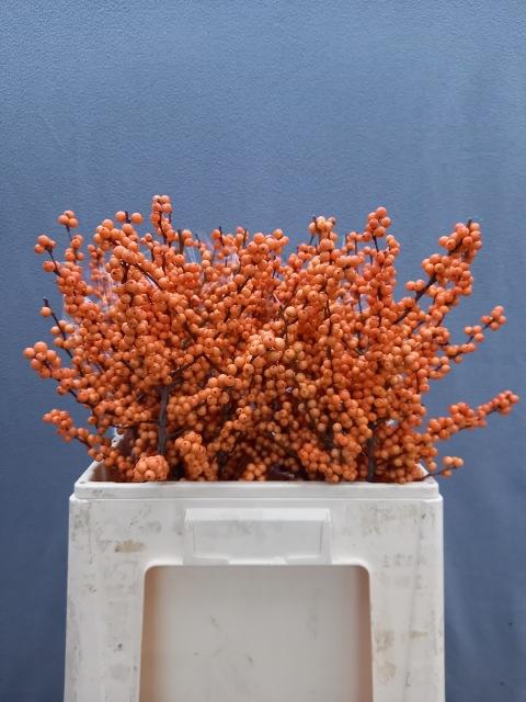 <h4>Ilex vert Winter Gold L 6</h4>