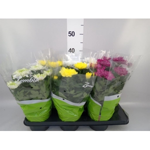 Chrysanthemum  'Zembla'   ..mix