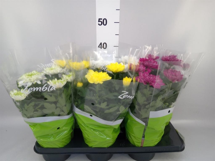 <h4>Chrysanthemum  'Zembla'   ..mix</h4>