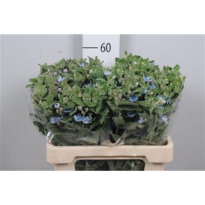 Oxy Co Tan Pure Blu