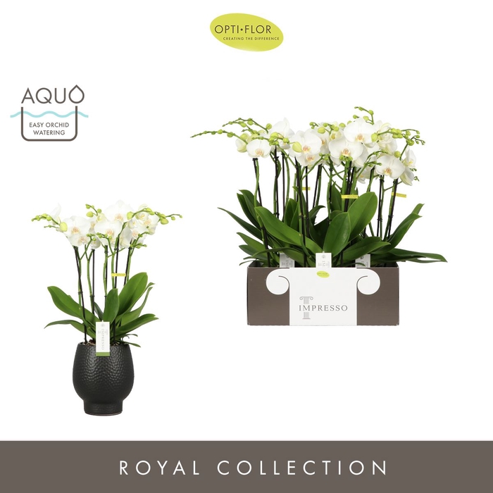 <h4>Phalaenopsis wit meer takken</h4>