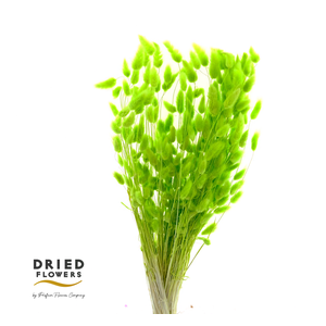 Dried Bleached Lagurus Green