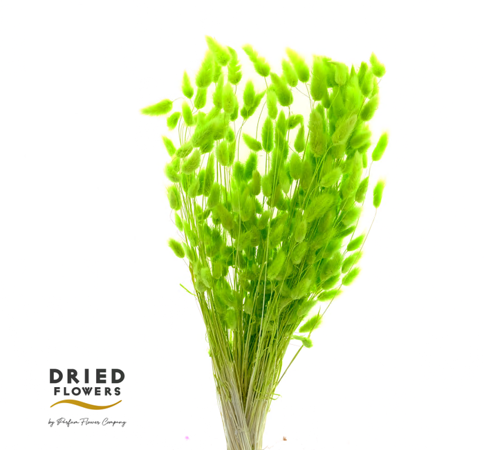 <h4>Dried Bleached Lagurus Green</h4>