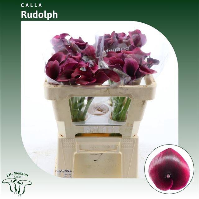 <h4>ZANT RUDOLPH</h4>