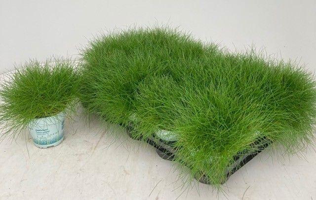 <h4>FEST GA AMIGREEN</h4>