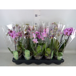 Phalaenopsis multi.   ...mix  4