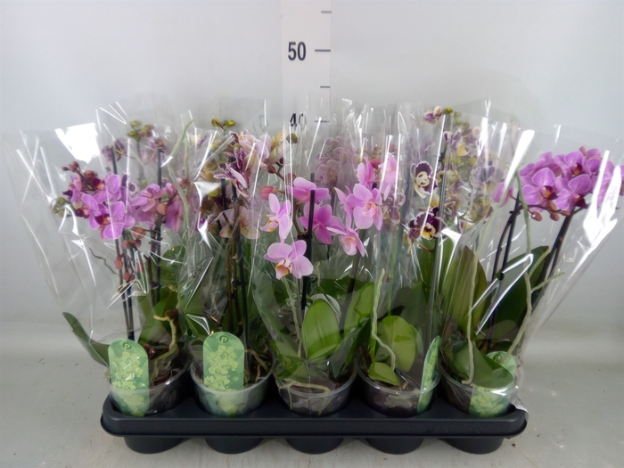 <h4>Phalaenopsis multi.   ...mix  4</h4>