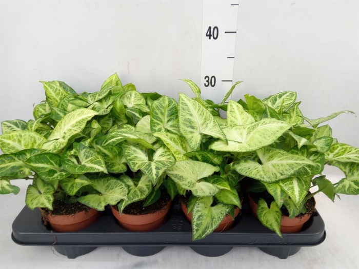 <h4>Syngonium  'Arrow'</h4>