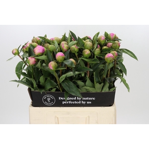 Paeonia Monsieur Jules Elie