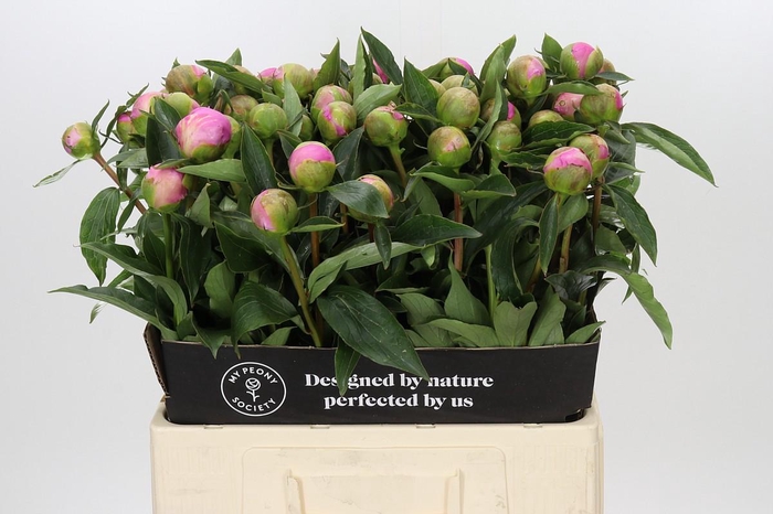 <h4>Paeonia Monsieur Jules Elie</h4>