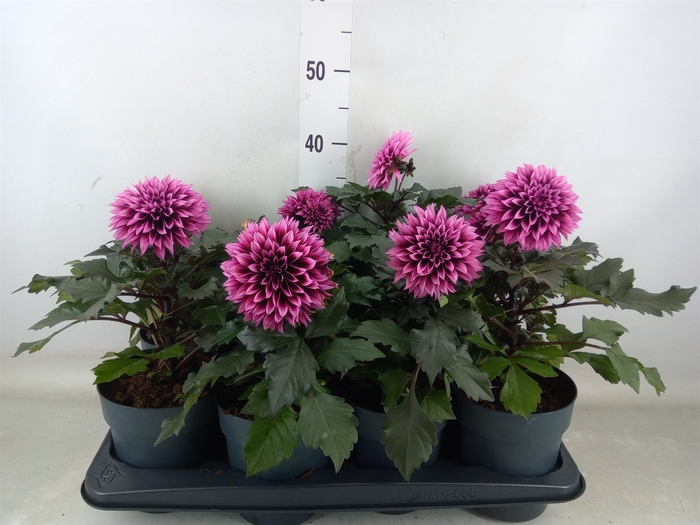 <h4>Dahlia   ...</h4>