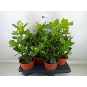 Clusia rosea 'Princess'