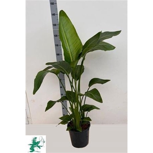 Strelitzia Alba