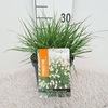 Pennisetum alopecuroides Little Bu