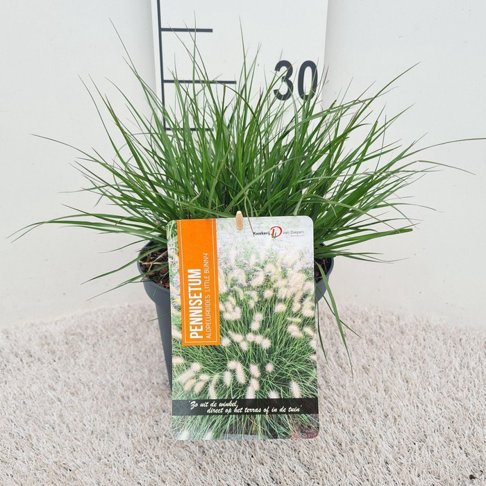 Pennisetum alopecuroides Little Bu