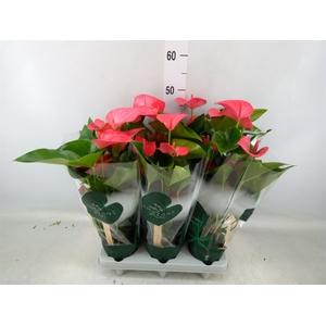 Anthurium andr. 'Melito'