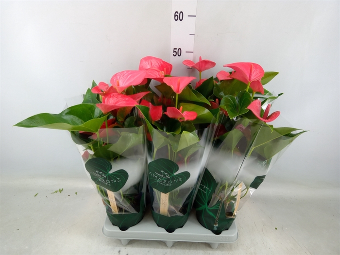 <h4>Anthurium andr. 'Melito'</h4>