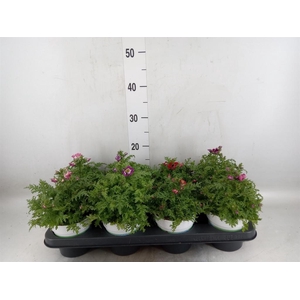 Schizanthus  'Atlantis'  .cultivars