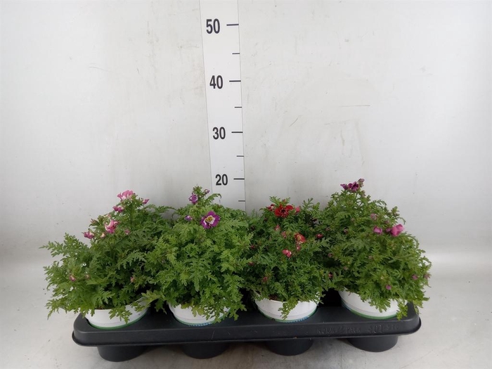 <h4>Schizanthus  'Atlantis'  .cultivars</h4>