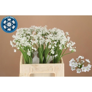 ALLIUM FLOCON 40 CM