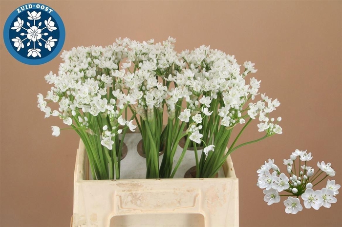 <h4>ALLIUM FLOCON 40 CM</h4>