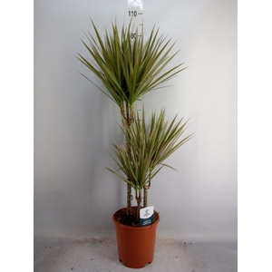 Dracaena marg. 'Bicolor'