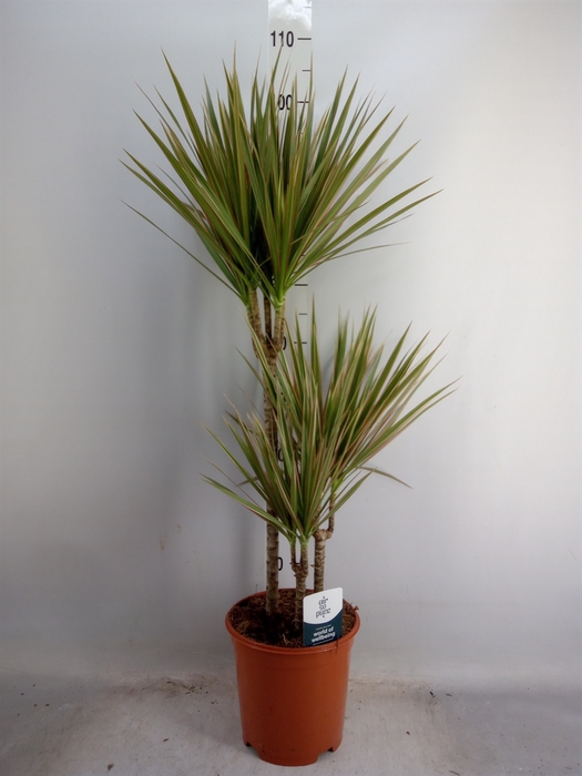 <h4>Dracaena marg. 'Bicolor'</h4>