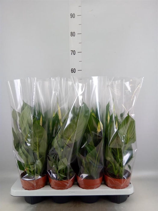 <h4>Spathiphyllum  'Sweet Chico'</h4>