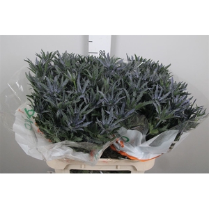 Eryn Pl Blue Ribbon
